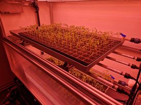 Измерване на парникови газове при царевица 2